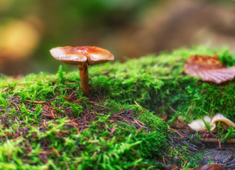 mushroom in the forest