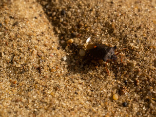 bug crawls on the sand on the river Bank, Russia.