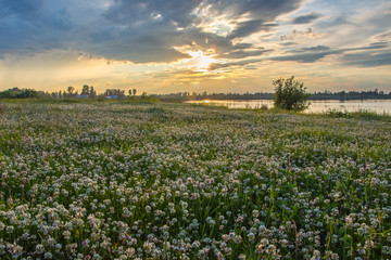 Sunset on the river against a background of flowering grass.