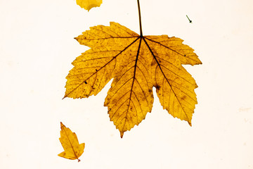 Herabgefallene Blätter auf einem Leuchttisch zeigen ihre filigranen Blattadern im durchscheinenden Licht mit feinen Strukturen für Photosynthese als Lebenselixier von Baum und Mensch