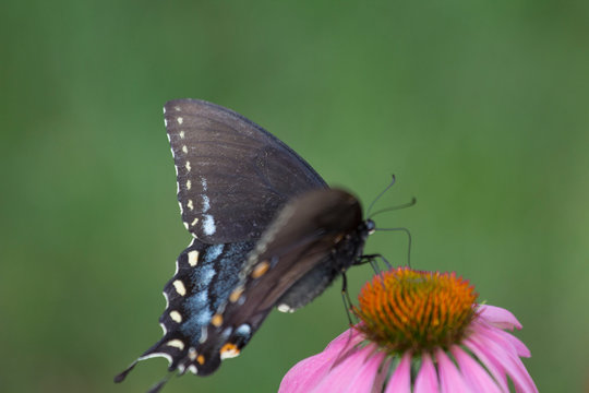 Eastern Black Swallowtail Butterfly (Papilio polyxenes) on Coneflower