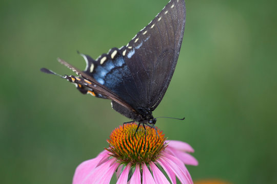 Eastern Black Swallowtail Butterfly (Papilio polyxenes) on Coneflower
