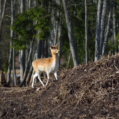 Fallow deer female (Dama dama) walking uphill in a forest