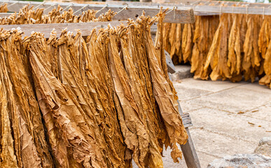 tobacco leaves laid out in the sun to dry