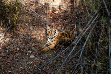 A tiger cub sitting among the bamboo bushes after a hearty meal inside Bandhavgarh tiger reserve during a wildlife safari