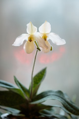 Flowering white orchid Lady's slipper with spotted leaves of the genus paphiopedilum variety Deperle. On the window on a blurred background. Home flowers