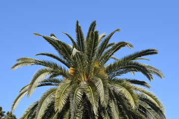 Detail of Palm Tree Leaves & Crown against Blue Sky 3493-039 © eyepals
