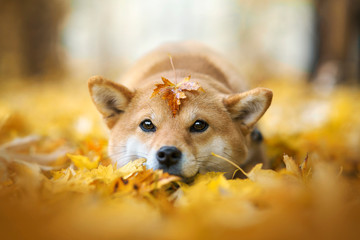 chien shiba inu couché dans les feuilles et avec une feuille sur la tête 