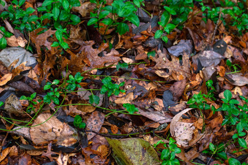 fall leaves with green on ground texture