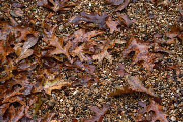 fall leaves with pebbles and rocks