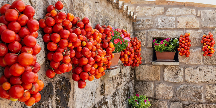 hanging tomatoes in the farmhouse