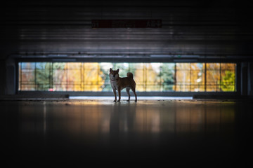 shiba inu a contre jour