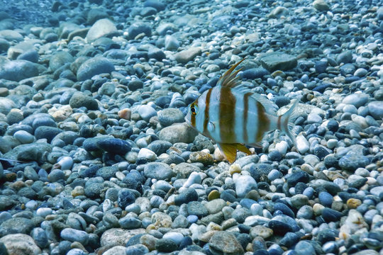 Redbanded Seabream Underwater (Pagrus auriga) Under the Sea Beautiful Fish