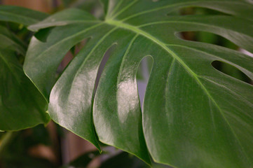 Tropical jungle foliage. Green leaves of Monstera. Dark leaf nature background