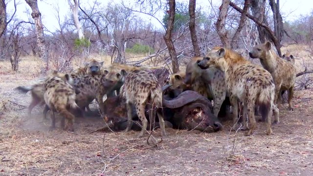 A pack of Hyena assault a dead Buffalo in a feeding frenzy in the African bush.