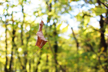 Dry leaf falls from the three, tilia woods background