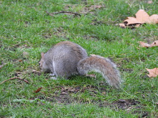 Naklejka premium écureuil