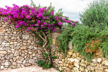 bougainvillea and wild rosemary plant