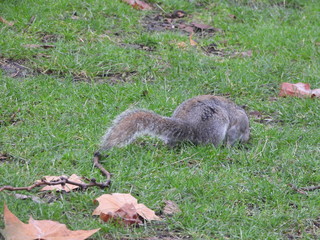 Naklejka premium écureuil londre