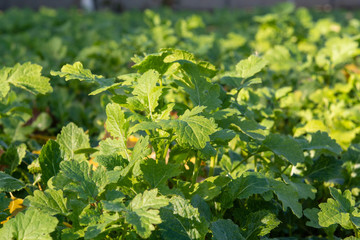 Sowing mustard to improve the soil, as well as to obtain seeds and green leaves that are used in cooking.