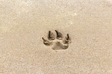 dog footprint on the sand