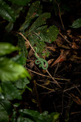 Green snake in the forest
