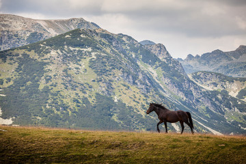 Wild brown horse in the Transylvanian Alps in summer