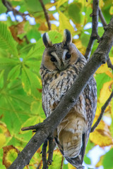 Long Eared Owl sitting on a tree (Asio otus)  © allexxandarx