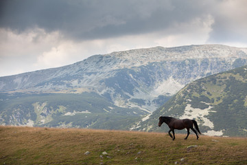 Wild brown horse in the Transylvanian Alps in summer