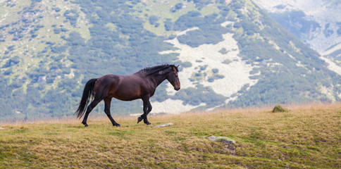 Wild brown horse in the Transylvanian Alps in summer