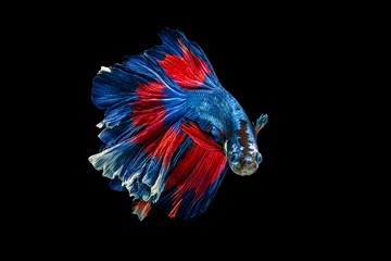 Foto op Plexiglas Het ontroerende moment mooi van rode en blauwe siamese betta vis of fancy betta splendens vechten vis in thailand op zwarte achtergrond. Thailand noemde Pla-kad of halve maan bijtende vis. © Soonthorn