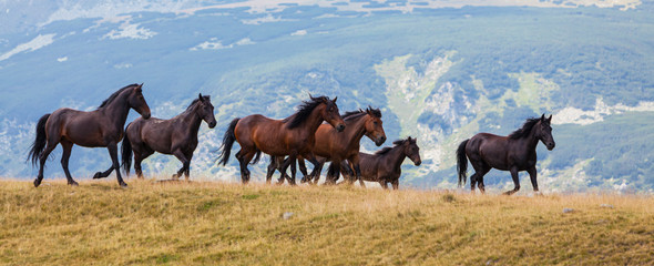 Wild horses running free in the mountains in summer