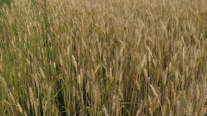 A wheat field with lots of ears of wheat in summer, rich harvest concept