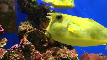 Colorful yellow Longhorn cowfish, Lactoria cornuta, also called horned boxfish swimming in aquarium near corals close up