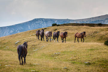 Fototapeta na wymiar Beautiful wild horses roaming free in the Alps in summer