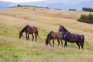 Beautiful wild horses roaming free in the Alps in summer