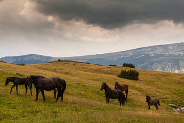 Beautiful wild horses roaming free in the Alps in summer