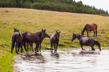 Beautiful wild horses roaming free in the Alps in summer