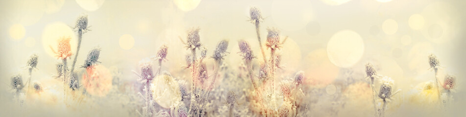 Selective focus on hoarfrost on thistle - burdock, morning fog and frost in the meadow