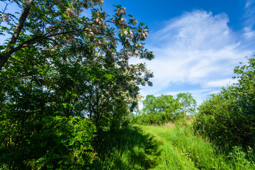Locust tree branches, with vibrant green foliage, profiled on blue sky, on a sunny day