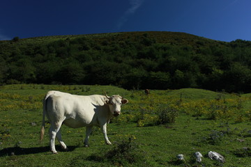 Vacas y toros de Cantabria. Camino de Bárcena Mayor.