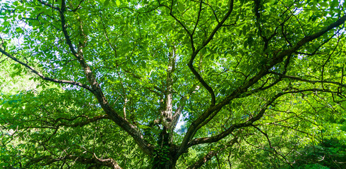 Vibrant green tree branches profiled on blue sky, in spring