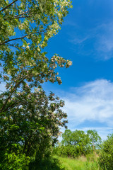 Vibrant green tree branches profiled on blue sky, in spring