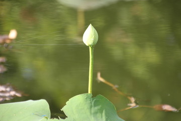 lotus
