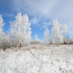 Birch tree forest covered with snow and rime. Winter view of Russian countryside.