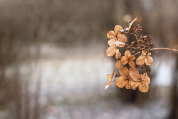 Dry hydrangea flowers. Autumn flowers in winter's park. Winter frost on flowers and plants