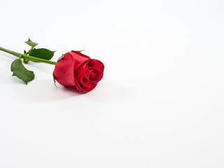 Single red rose on white background