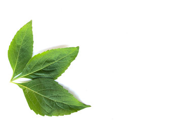 Obraz premium Fresh organic Basil Leaves on white background.