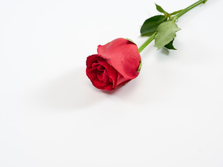 Single red rose on white background