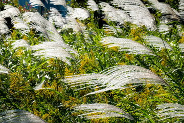 Japanese pampas grass